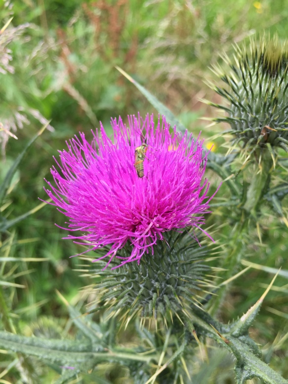 Weg-Distel with Insect
